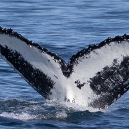 Fluke of HW-MN0805949