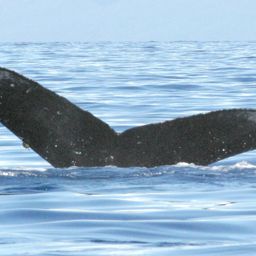 Fluke of BCX0654