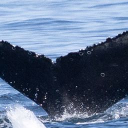 Fluke of HW-MN0805951
