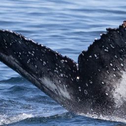Fluke of HW-MN0805953