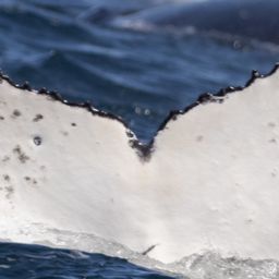 Fluke of HW-MN0805956