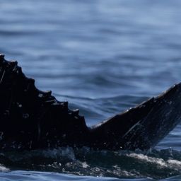 Fluke of HW-MN0805957