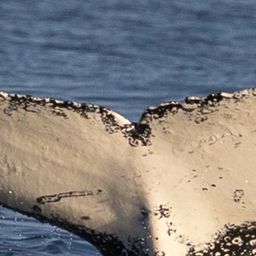 Fluke of HW-MN0805960