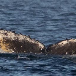Fluke of HW-MN0805961