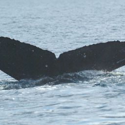 Fluke of HW-MN0440617