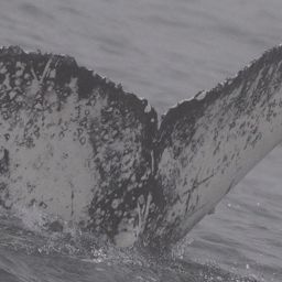 Fluke of HW-MN0805969