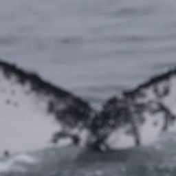 Fluke of HW-MN0805974