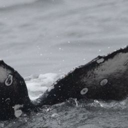 Fluke of HW-MN0805975
