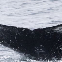Fluke of HW-MN0805976