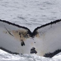 Fluke of HW-MN0805979