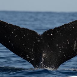 Fluke of SEAK-UASE-SWL-20050821-5-001