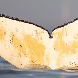 Fluke of HW-MN0805982