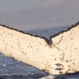 Fluke of HW-MN0805983