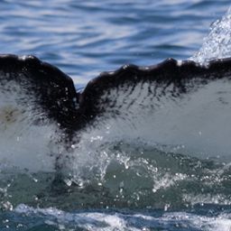 Fluke of HW-MN0805989