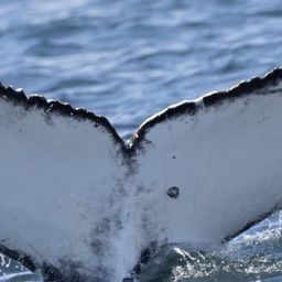 Fluke of HW-MN0805992