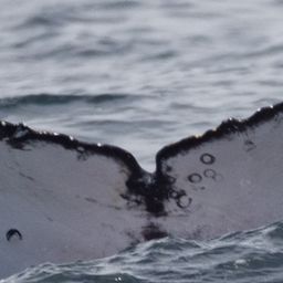 Fluke of HW-MN0805993
