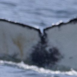 Fluke of HW-MN0805994