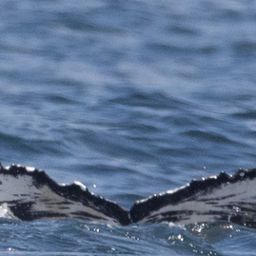 Fluke of HW-MN0805995