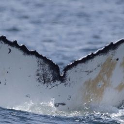 Fluke of HW-MN0805999