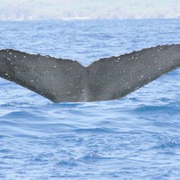 Fluke of CRC-13593