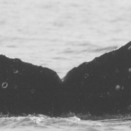 Fluke of CRC-10571