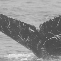 Fluke of Don Juan