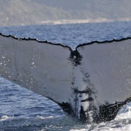Fluke of CBWRP-BB0205406