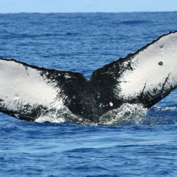Fluke of HW-MN0440770