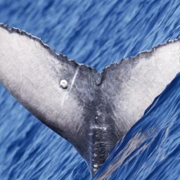 Fluke of 2025-2026 calf of HW-MN0443255