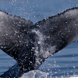 Fluke of 2025-2026 calf of Little Jack