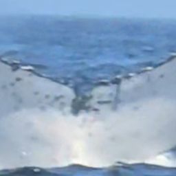 Fluke of HW-MN0806012