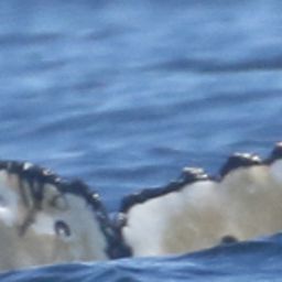 Fluke of HW-MN0806014