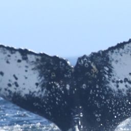 Fluke of HW-MN0806016