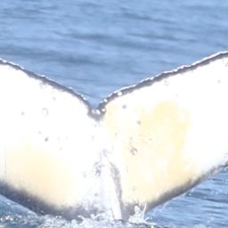 Fluke of HW-MN0806019