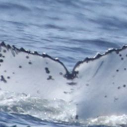 Fluke of HW-MN0806021