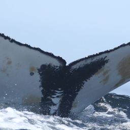 Fluke of HW-MN0806022