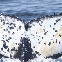 Fluke of HW-MN0806023