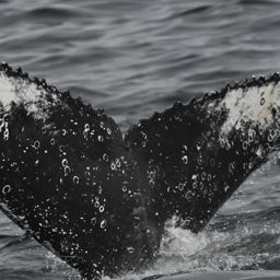Fluke of HW-MN0806025