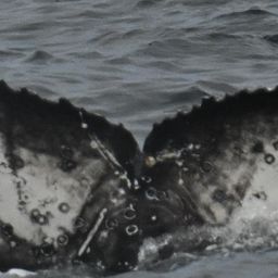 Fluke of HW-MN0806026