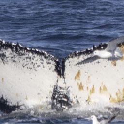 Fluke of HW-MN1308428