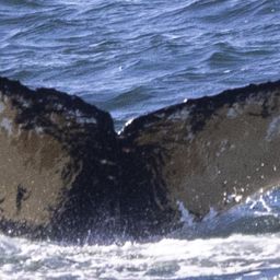 Fluke of HW-MN1308429