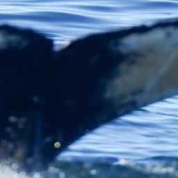 Fluke of HW-MN0806036