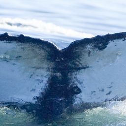 Fluke of HW-MN0806047