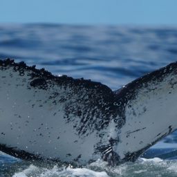 Fluke of HW-MN0806053