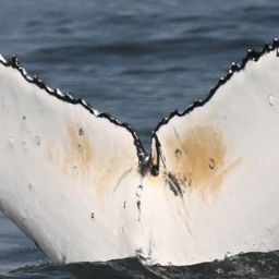 Fluke of HW-MN0806056
