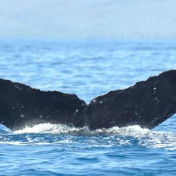 Fluke of Garibaldi