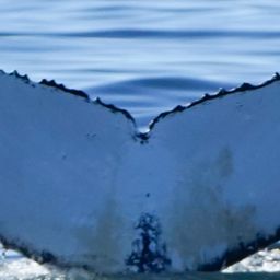 Fluke of HW-MN0806059