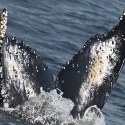 Fluke of HW-MN0806060