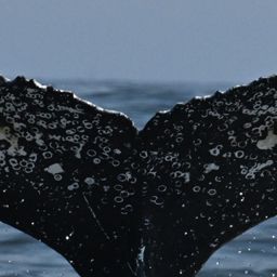 Fluke of HW-MN0806061
