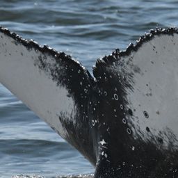 Fluke of HW-MN0806062